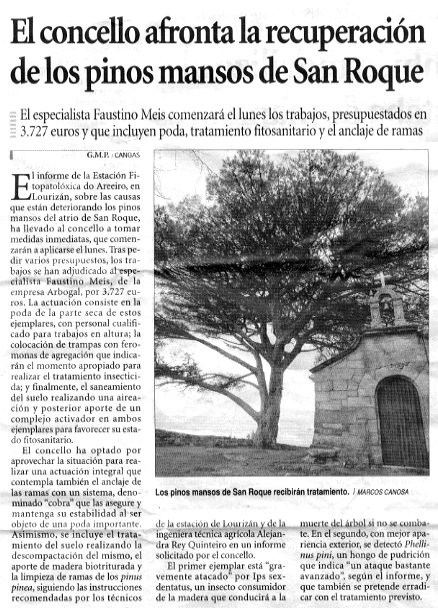 El concello afronta la recuperacin de los pinos mansos de San Roque