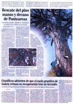 Rescate del pino manso y decano de Ponteareas