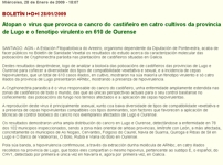 Encuentran el virus que provoca el cancro del  castaño en cuatro cultivos de la provincia de Lugo y el fenotipo virulento en 610 de Ourense