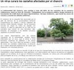 Chestnut trees affected by cancer will be treated with a virus 