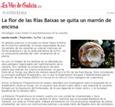 The flower of the Rías Baixas 