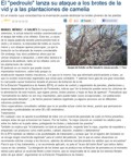 Cneorrhinus dispar attacks grapevine shoots and camellia plantations