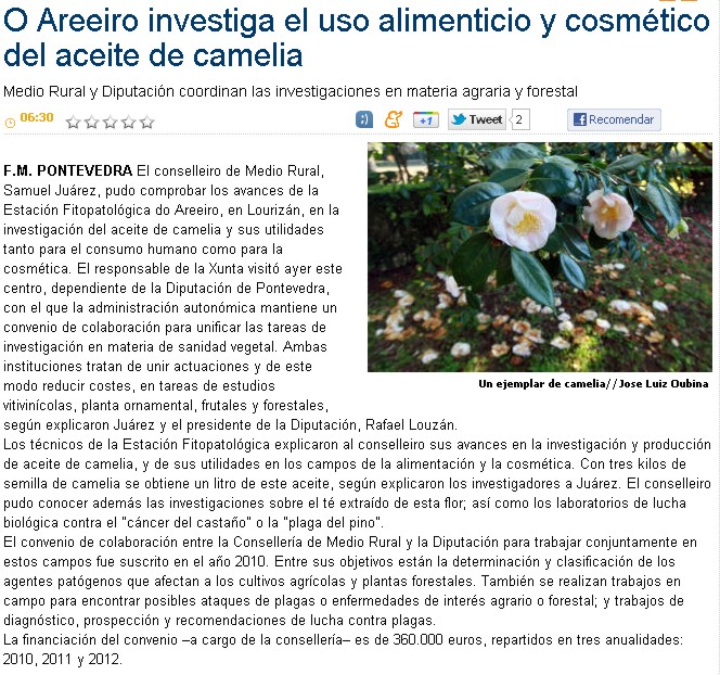 O Areeiro is researching the food and cosmetic use of the camellia oil