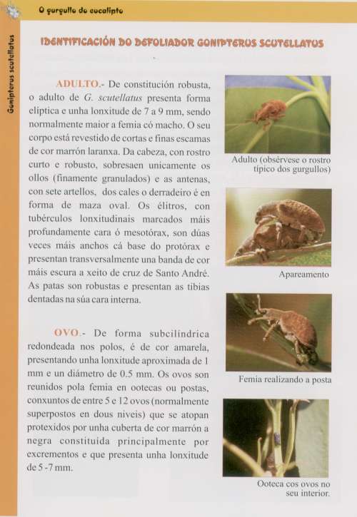 Identificacion do defoliador Gonipterus scutellatus
