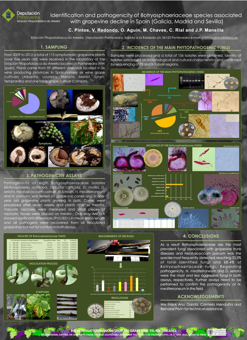 Identificacin y patogenicidad de especies de Botryosphaeriaceae asociadas con el decaimiento de la vid en Espaa
