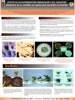 Efecto de la micorrizacin arbuslar y del fungicida benomilo en el control de Rosellinia Necatrix en plantas