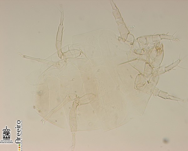 Hembra de Polyphagotarsonemus latus clarificada para su identificación en microscopio