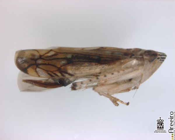 Scaphoideus titanus