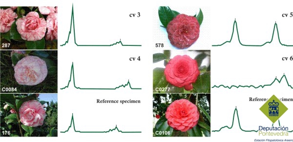 Servicio de caracterización e identificación de cultivares de Camellia japonica