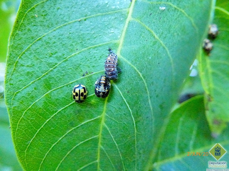 Larva, pupa y adulto de coccinélido
