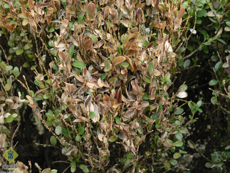 Para limitar la incidencia de la enfermedad deben eliminarse las hojas desprendidas y depositadas sobre las plantas