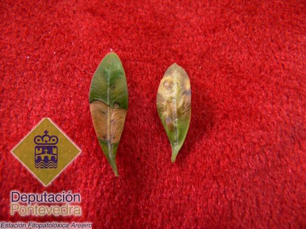 Monarthropalpus buxi - Detalle del síntoma en hojas
