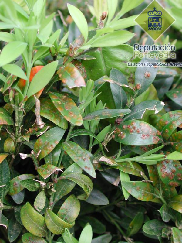 Puccinia buxi - Síntomas en planta