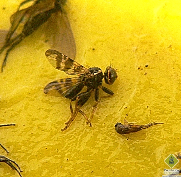 Adulto de mosca de la cereza en trampa amarilla