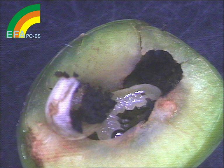 Larva de Hoplocampa minuta en fruto de ciruelo