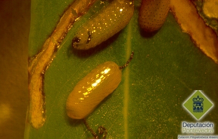 Vista ampliada de las larvas L2 de Gonipterus