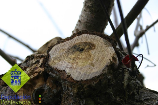 Detalle de sntomas de enfermidades da madeira no kiwi