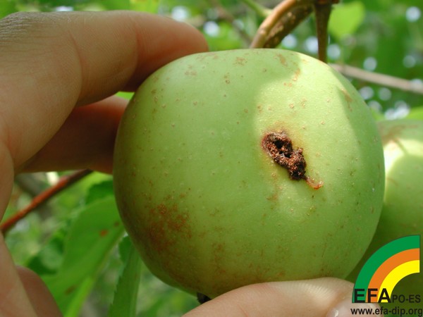 Carpocapsa pomonella - Penetración larvaria en fruto de la variedad golden