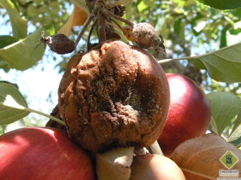 Manzana con penetración larvaria y pudrición posterior