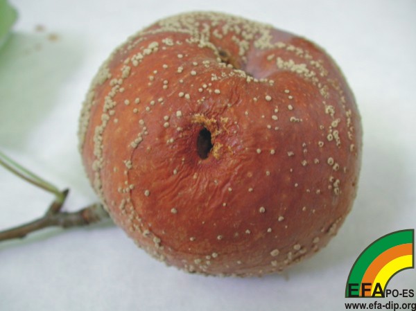 Sntomas de Monilia sp en manzano. Obsrvese el crecimiento del hongo en crculos concntricos