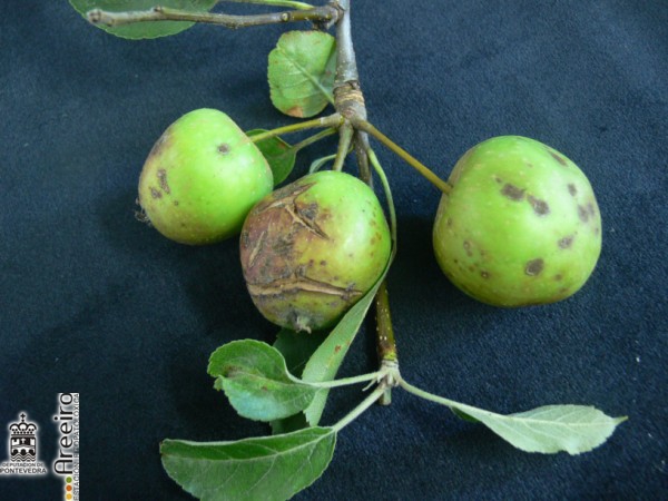 Damage of apple scab on apple fruit