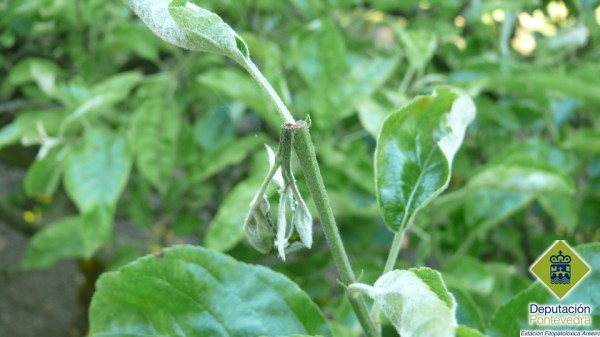 Snotmas caractersticos de rhynchites coeruleus en manzano