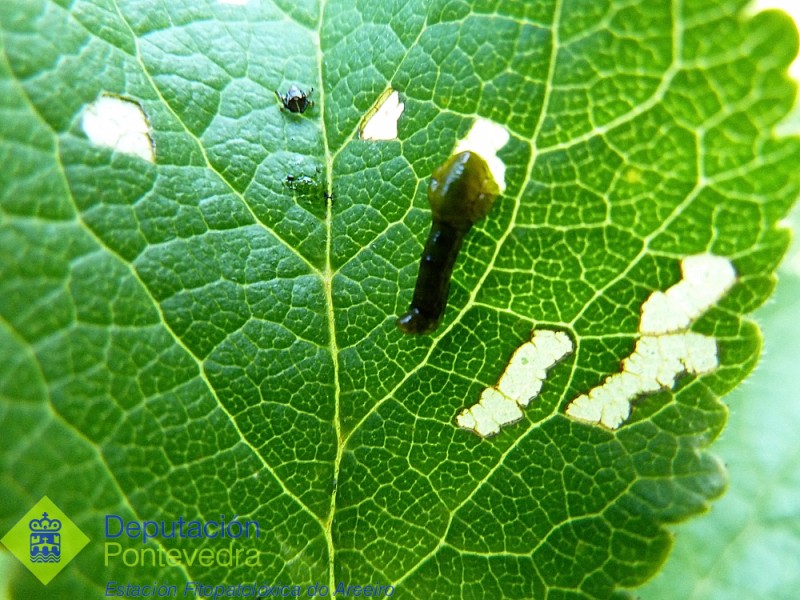 Larva de Caliroa limacina alimentndose