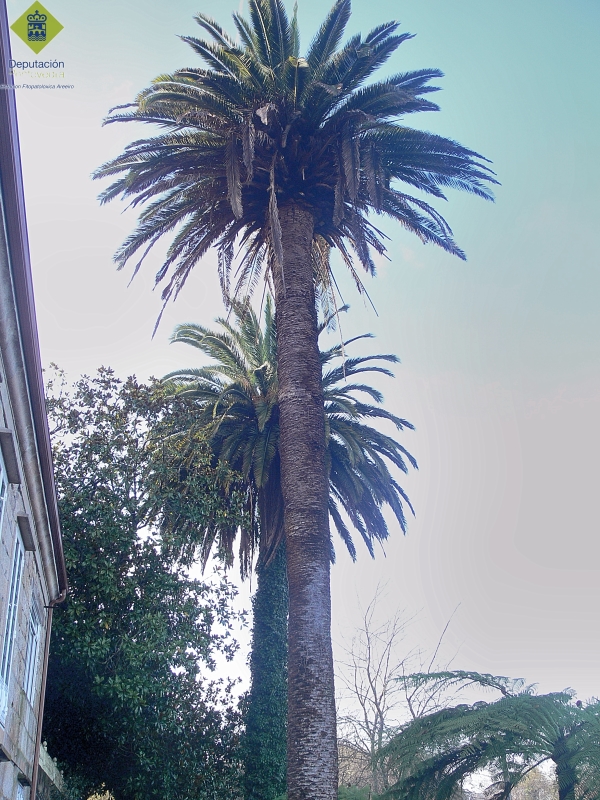 Rhynchophorus ferrugineus - La altura de las palmeras dificulta la observación de los síntomas