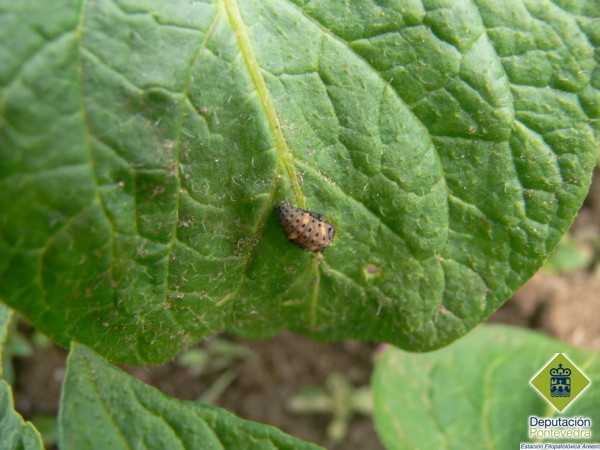 Larva de escaravello
