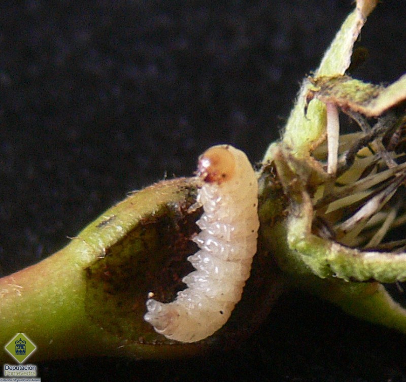 Detalle da larva de Hoplocampa da pereira
