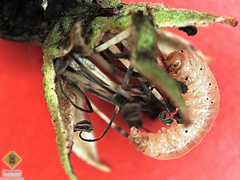 Larva de Hoplocampa