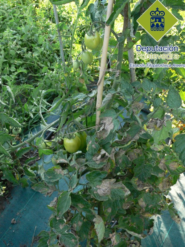 Planta de tomate afectada de mildiu