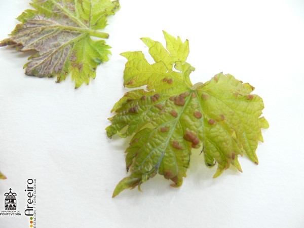 Colomerus vitis - Erneas en follas novas de variedade tinta 