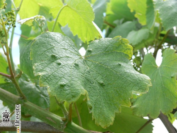 Colomerus vitis - Sintomas en hoja