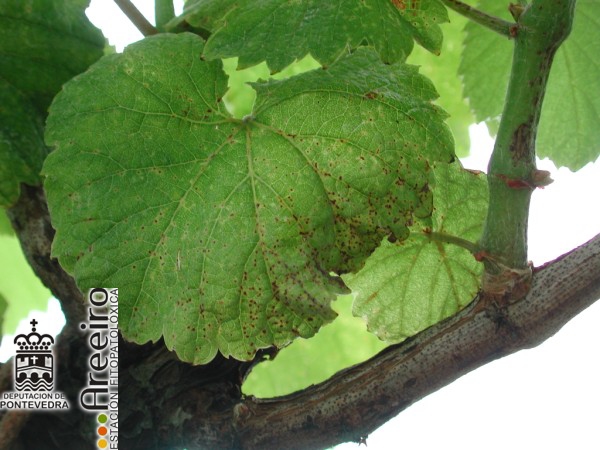 Phomopsis viticola (Excoriosis) - Síntomas en hoja