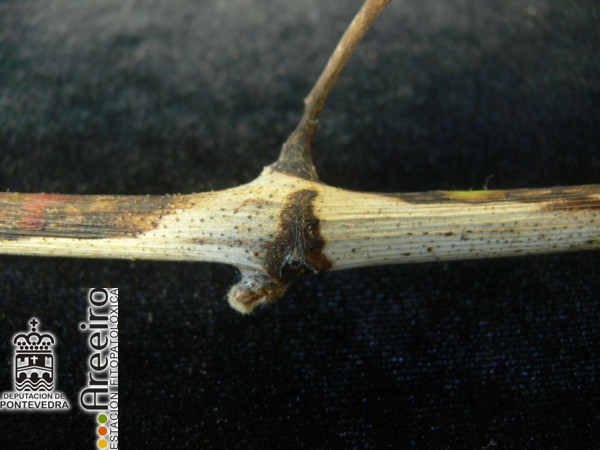 Phomopsis viticola (Excoriosis) - Síntomas en sarmiento
