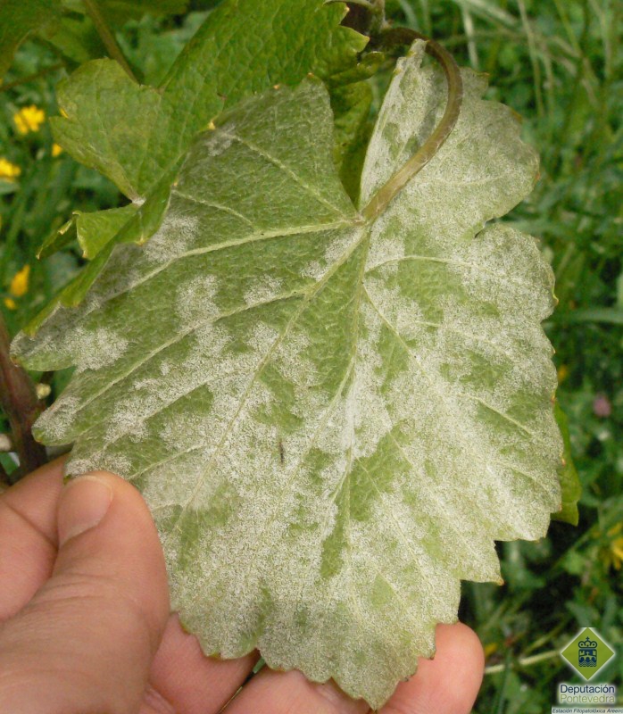 Esporulación de mildiu en planta sin tratamientos