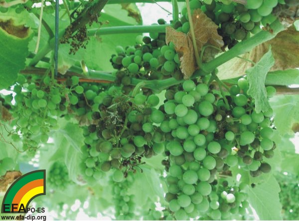 Plasmopara viticola - Síntomas de Mildiu larvado en racimos