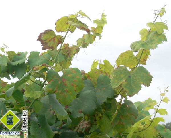 Plasmopara vitícola (Mildiu de la viña) - Brotes terminales con manchas de mildiu