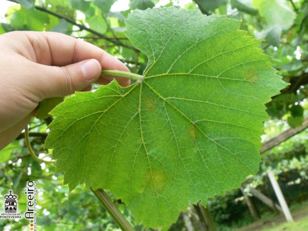 Plasmopara vitícola (Mildiu de la viña) - Síntomas incipientes en hoja
