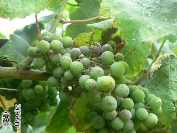 Uncinula necator (Oidio da Via) - Raxado da uva por oidio