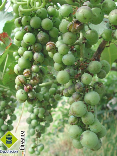 Uncinula necator - Uvas agrietadas en plantas testigo.